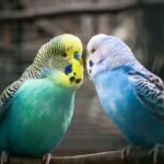 15 Types of Parakeets and How to Tell the Difference?