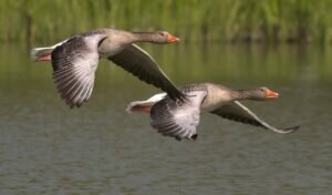 Are geese meat eaters?