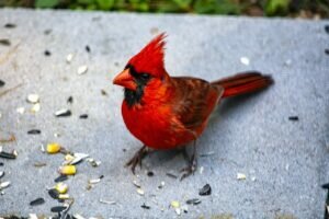 What do Northern Cardinals eat?