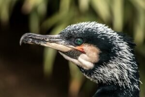 What is a group of Cormorants called?