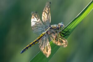 Dragonfly Symbolism & Meaning