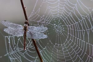 Dragonfly Encounters & Omens