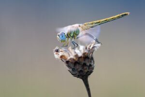 Dragonfly Mythology & Folklore