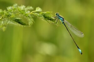 Dragonfly Totem Animal