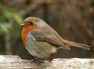 Female Robins