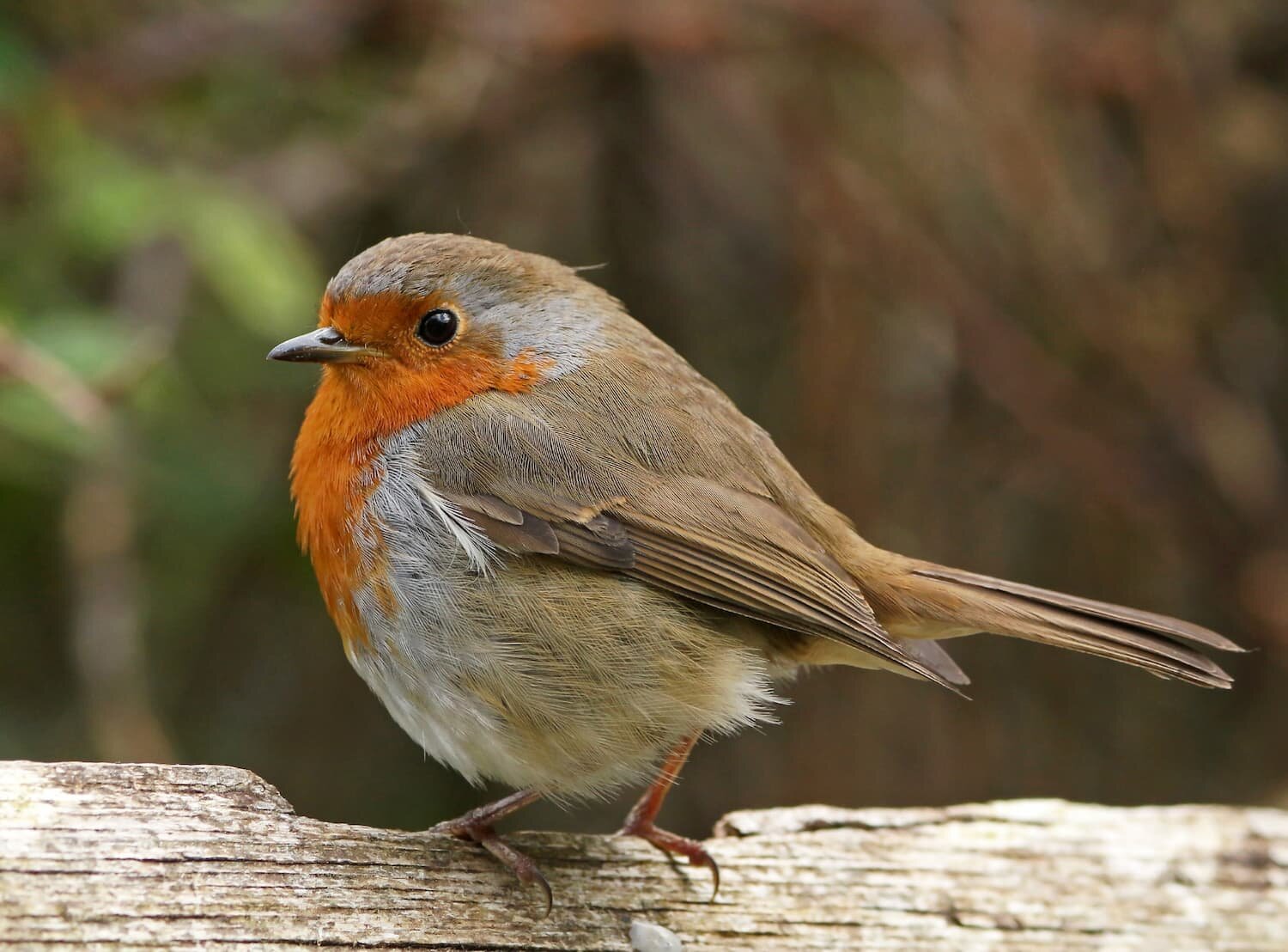 How to Identify a Male and Female Robins - Birds Fact