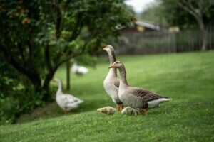 What do geese eat in the winter?