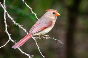 How do these Northern Cardinals behave?