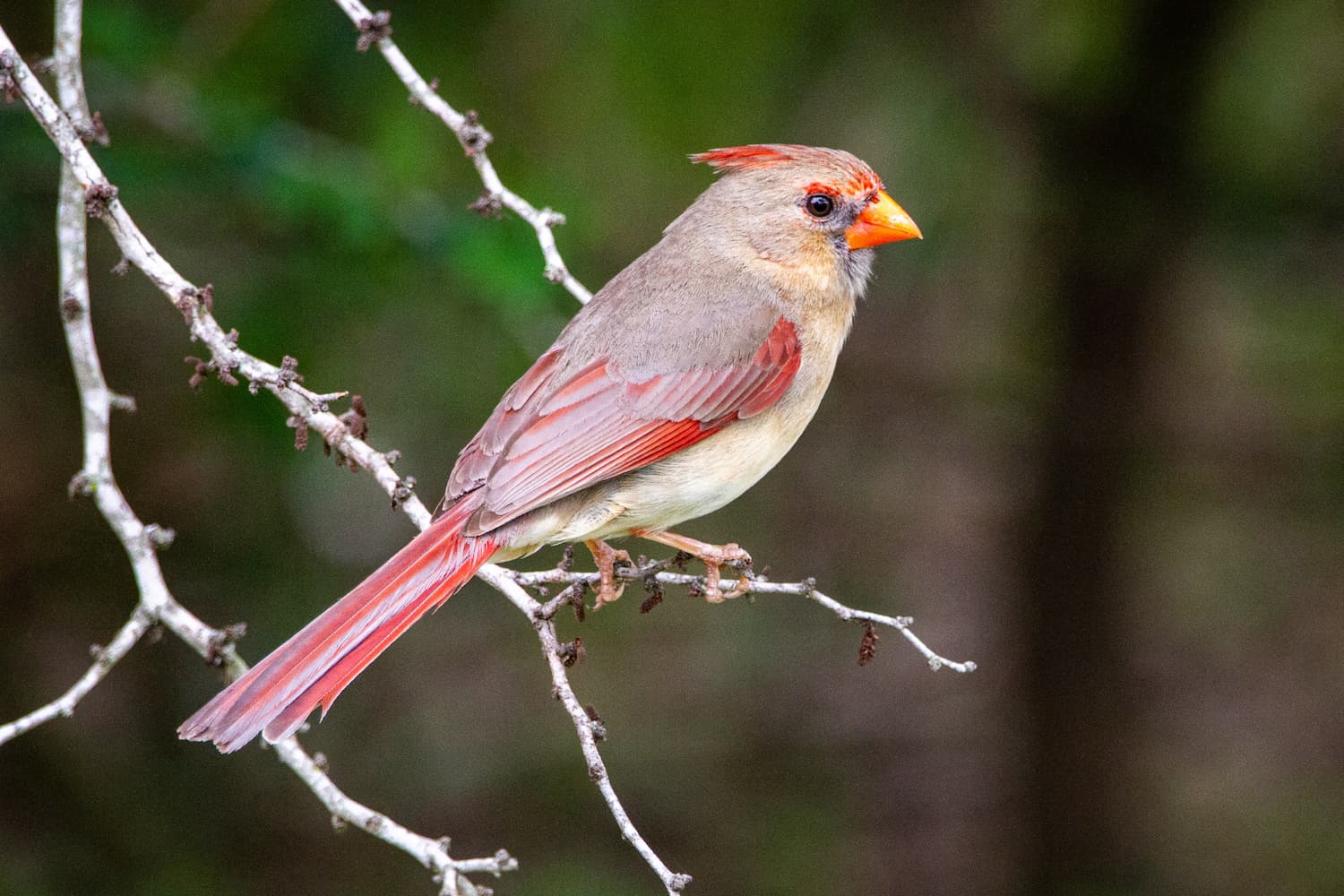 what-is-the-state-bird-of-north-carolina-and-why-with-pictures