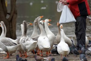 What should geese not be fed?