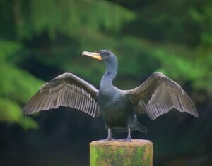 What does a Cormorant look like?