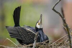 How long do Cormorants live for?