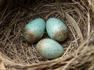 Blackbirds Eggs in a nest