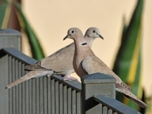 Eurasian Collard Dove