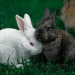 Rabbit Symbolism & Spiritual Meaning | Totem, Spirit & Omens