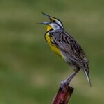 What is the State Bird of Oregon? (Facts with Picture)