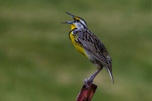 What is the State Bird of Oregon? (Facts with Picture)