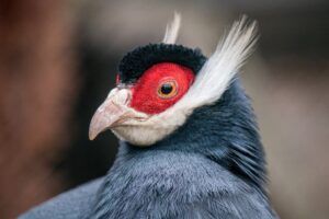Read more about the article Do Birds Have Ears? (Know Everything)