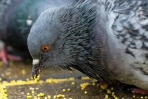 What do wild pigeons eat?