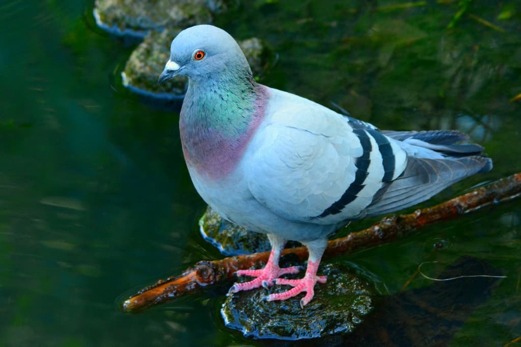 Read more about the article What Do Pigeons Eat? (Pigeon Food Guide)
