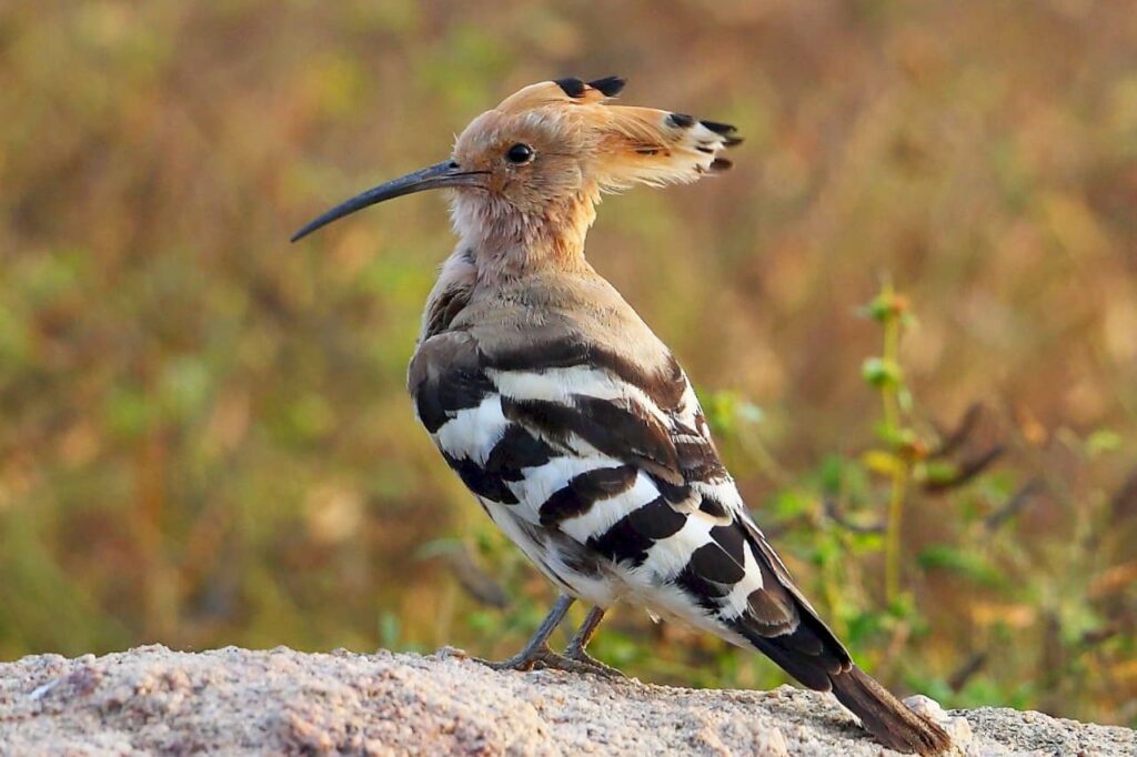 Hoopoe Bird (Upupa epops) - Fun Facts with Pictures