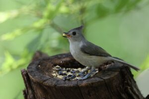 Read more about the article Top 29 Beautiful Backyard Birds in Florida 2022