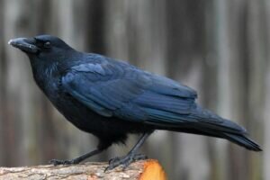 American Crow