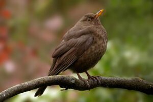 What does a female blackbird look like?