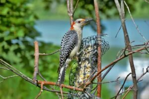 Red-bellied Woodpecker