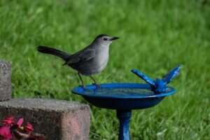 Gray Catbird