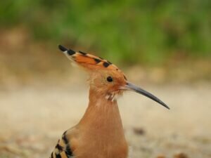 Why Hoopoe Bird beaks are black?