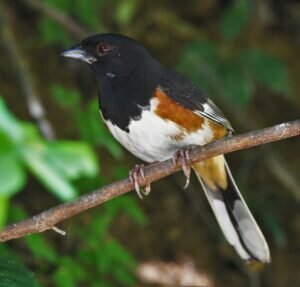 Eastern Towhee