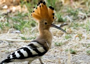 What does a Hoopoe look like?