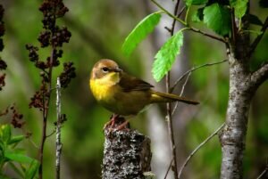 Common Yellowthroat