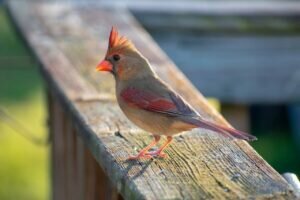 Cardinal Encounters & Omens