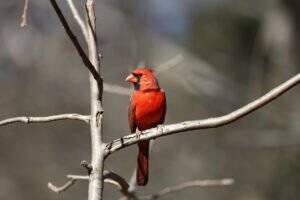 Cardinal Symbolism & Meaning