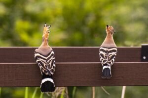 Where can I see Hoopoes?