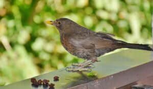 What are Female Blackbirds?