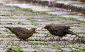 What Do Female Blackbirds Eat?