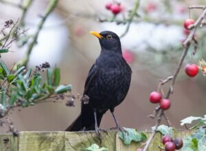 How Can You Tell if a Bird is a Female or Male?