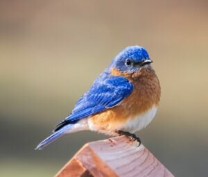 Eastern Bluebird