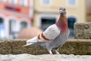 What Do Pigeons Eat? (Pigeon Food Guide)