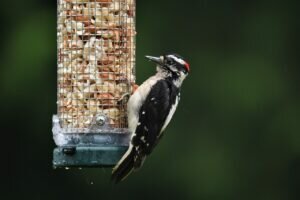 Downy Woodpecker