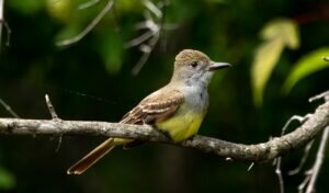 Great Crested Flycatcher