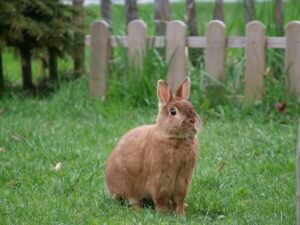 Dream Interpretation of Rabbit