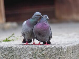 What Do Pigeons Eat in Urban Areas?