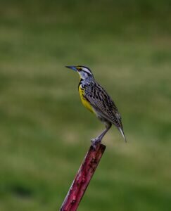 What does Oregon's state bird look like?