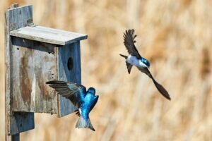 Tree Swallow