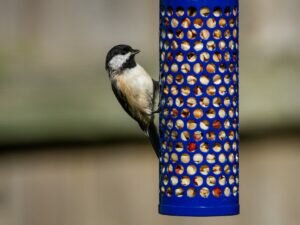 Carolina Chickadee