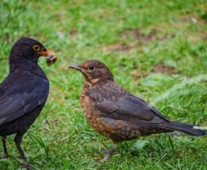 Do blackbirds mate for life?